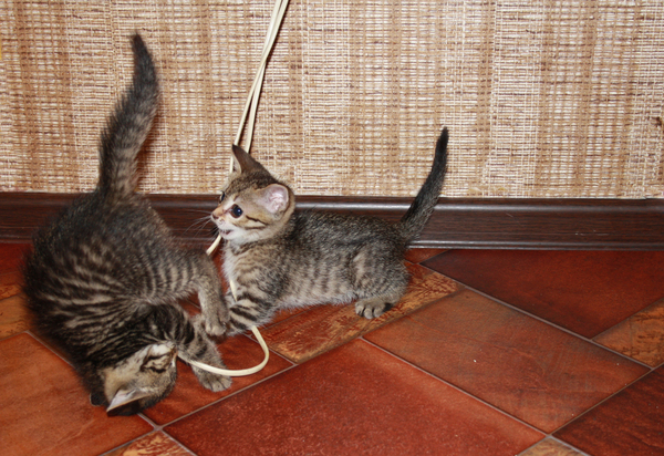 Как мы котят спасали Кот, Спасение, Милота, Котобесие, Все хорошо, История, Реальная история из жизни, Длиннопост