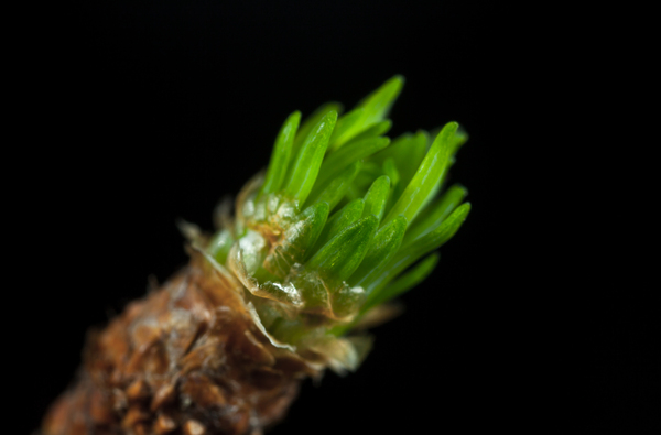 Tiny shoot and cone of Siberian larch - My, Macro, Larch, The escape, Cones, Needle, Canon 5DM2, , Macro photography