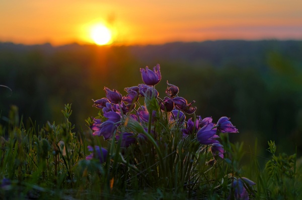 May sunset, Siberia - My, Siberia, Russia, HDR, Flowers, Sunset, Prokopyevsk, Lumbago, Dream herb