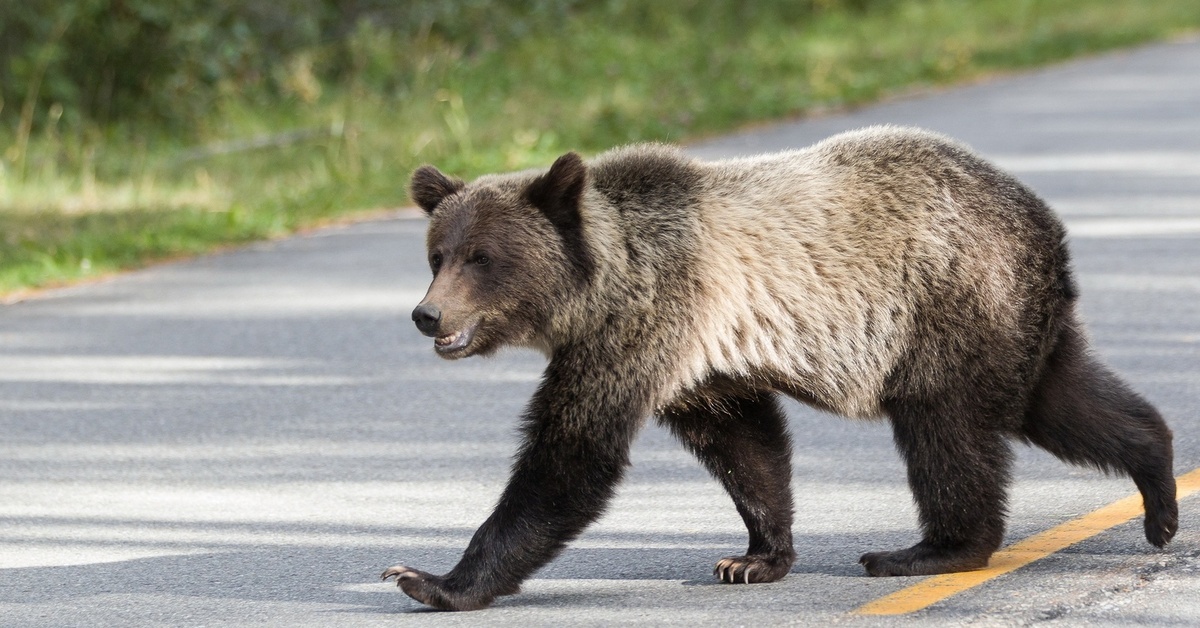 Петропавловск-камчатский медведи. Медведи в городе. Медведи в городе. Медведь гуляет по городу. Медведь.