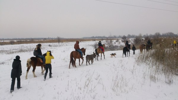 Animal performers - Animals, Longpost, Artist, Horses, Horses, My