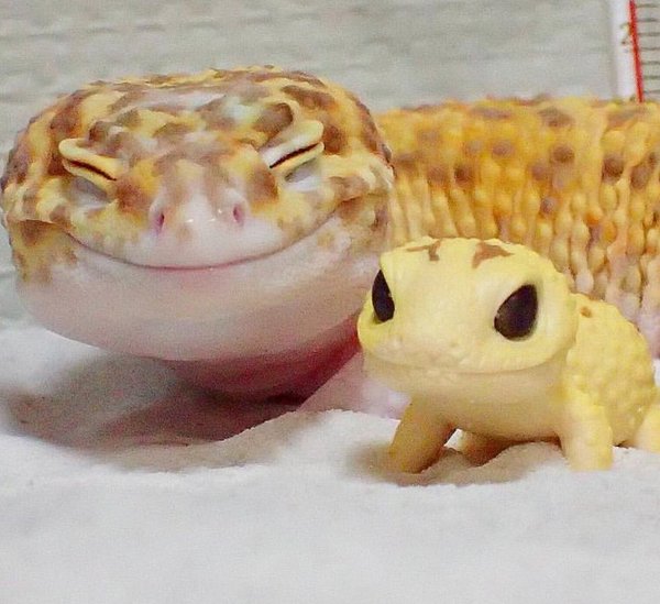 That feeling when you are a gecko and happy. - Happiness, Lizard, Twitter, Longpost