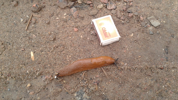 At the cottage near St. Petersburg - My, Slug, Dacha