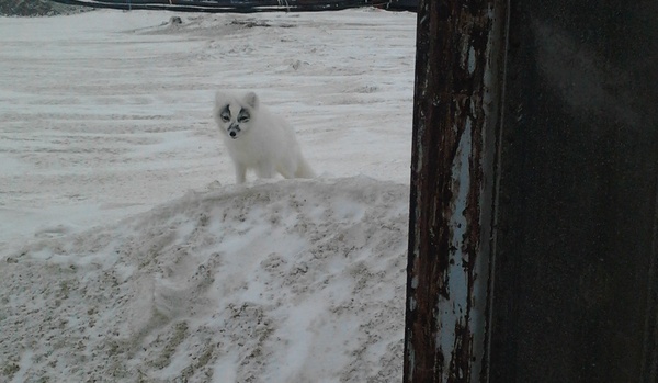 Yamal spectacled fox. - My, Photo on sneaker, The photo, Arctic fox, Yamal