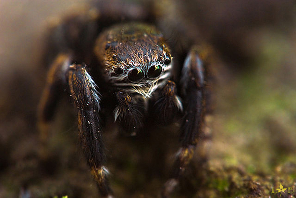 Macroworld from an amateur. - My, Macro, Insects, A fish, Plants, Longpost, Macro photography