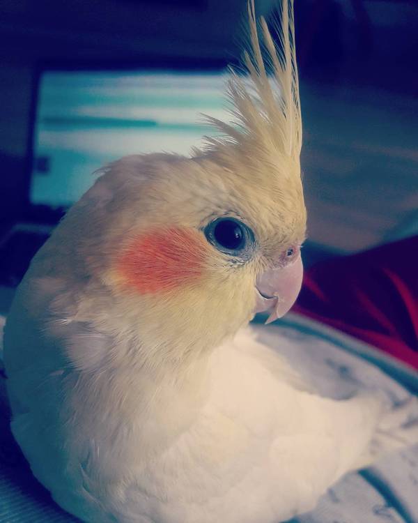 Meet... Lemon - My, Animals, Corella, Video, Longpost, A parrot