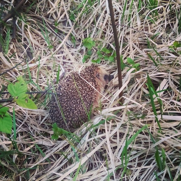 Fyr-fyr - May, Hedgehog, My, The photo