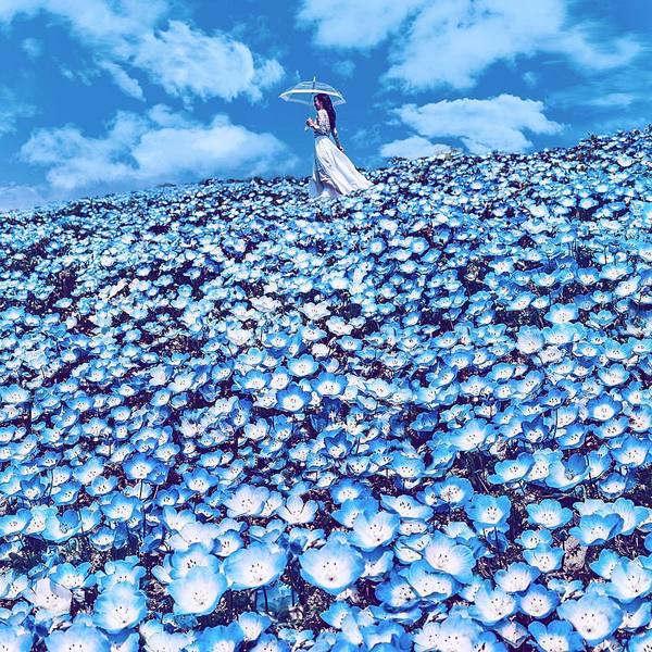 Colourful dreams. Photo by Kristina Makeeva. - Japan, Flowers, Girls, Russia-Japan, The park, Umbrella, Sky, Color