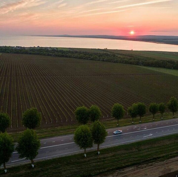 Taman vineyards - Taman, Sunset, beauty