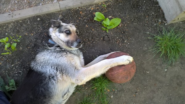 My face when the boys ask me to let the ball play. - Dog, Sheepdog, Pets, My, Ball, Images