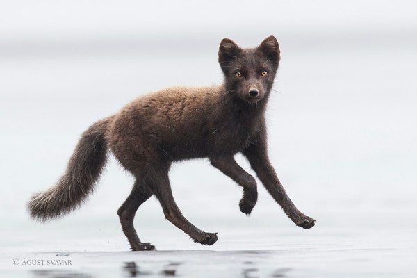 Hop-hey-lalalei^^ - Fox, Fyr, Arctic fox, hop hey lalalei, Animals