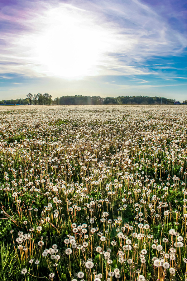 dandelion field - My, Summer, Republic of Belarus, Dandelion, Nature, May