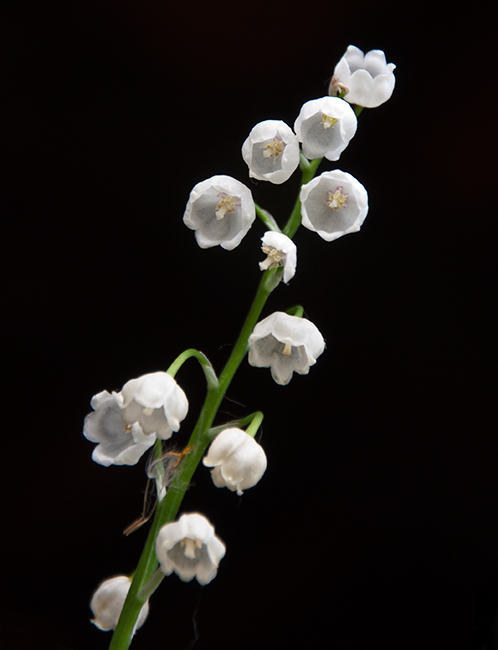 Black and White - The photo, Flowers, Lilies of the valley, My