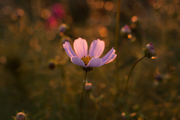 In the rays of the setting sun. - My, The sun, Sunset, Flowers, Canon500d, Without processing, Macro, Macro photography
