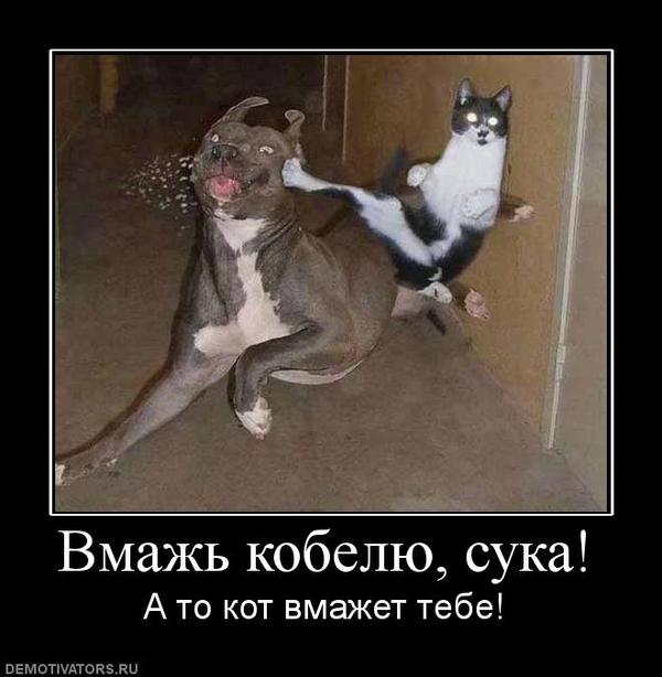 Jokes about animals, those who like to laugh will appreciate it positively. - cat, The Bears, Dog, Zvezduli, Dmitry Medvedev, Kung Fu, Longpost