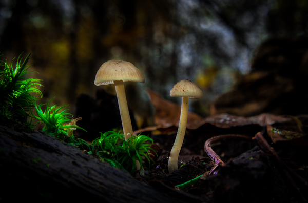 Macrosmka - My, Macro photography, Macrocosm, Macro, Mushrooms, The photo, Photoshop master