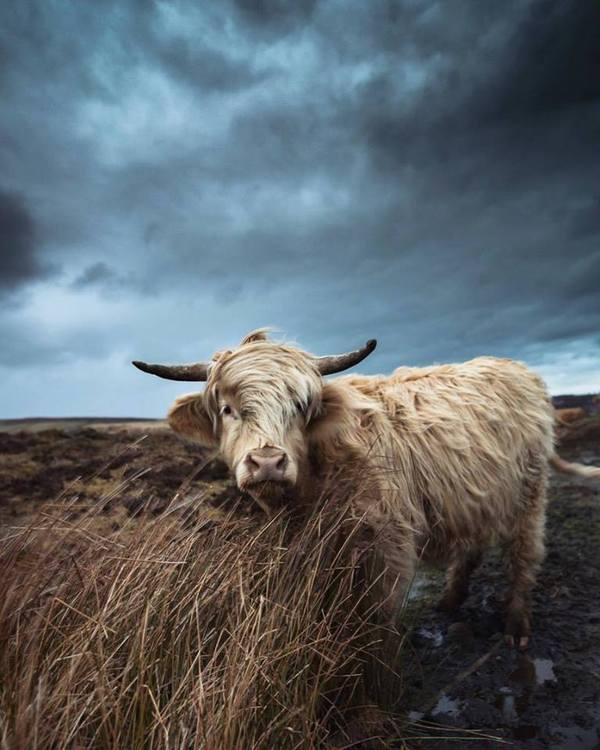 hipstobull - Прическа, Bull, Highland