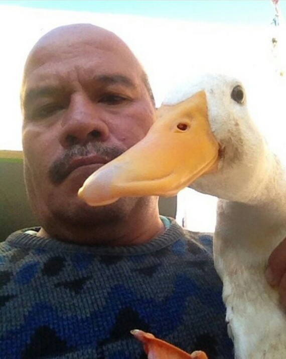 Гусь. Часть 37 | Пикабу