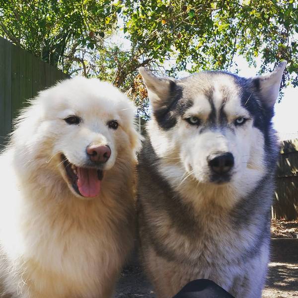 When she insists on a selfie - Dog, Milota, Samoyed, Husky, Selfie