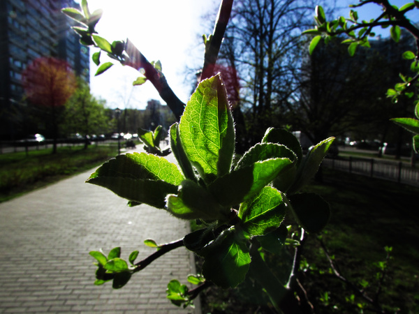 Spring - My, Spring, Greenery, Joy, The sun, Town, Happiness, Moscow, Kuntsevo