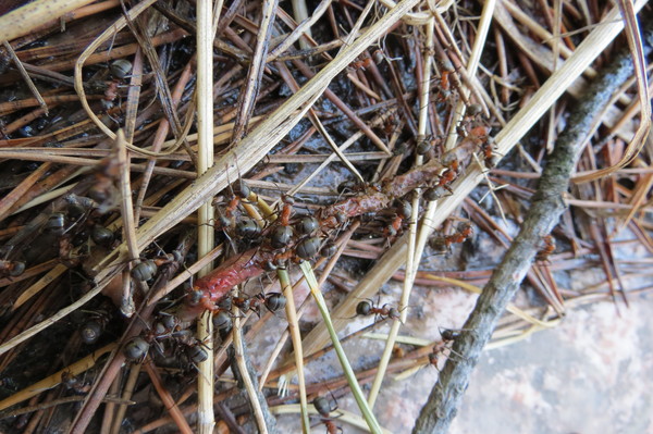 The life of an anthill on the site. Part 3 - My, Ants, Anthill, , Insects, Nature, Longpost
