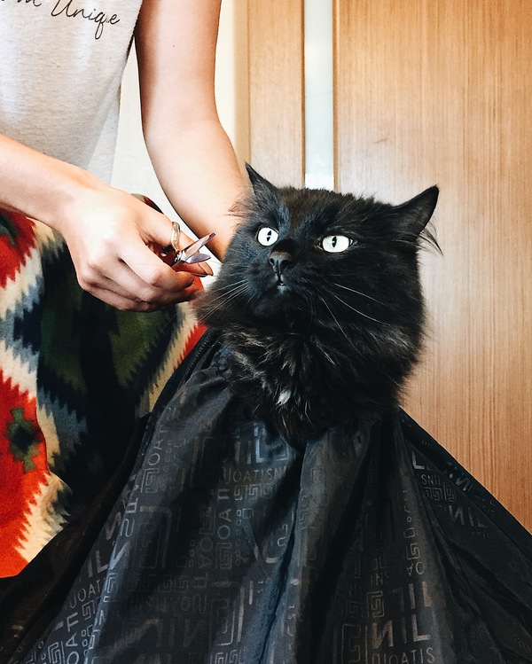 Model me, please! - cat, My, Salon