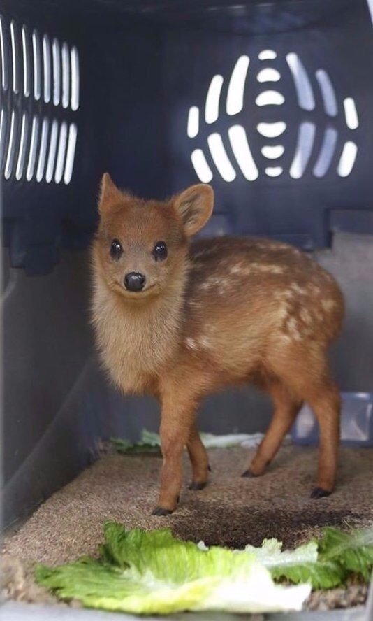 Pudu are the smallest deer in the world. - Dwarf, Deer, Animals, Milota, Pudu, Deer