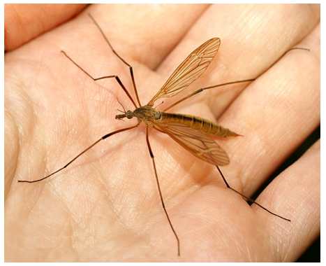 Killed a malarial mosquito - My, Anopheles, Mosquitoes, Disease history