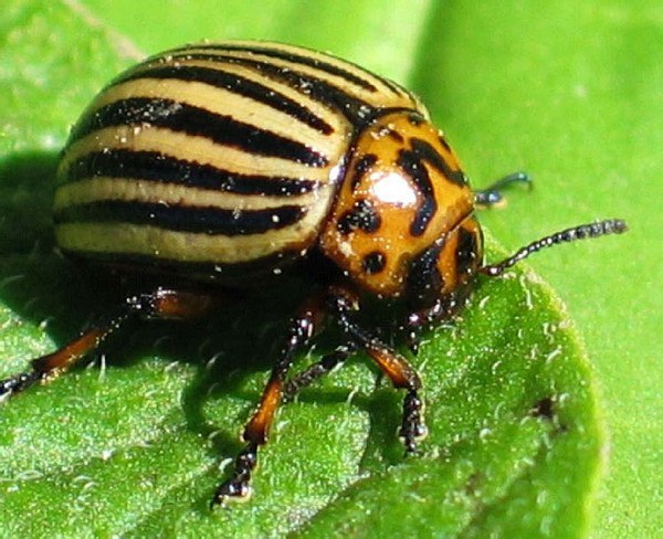 HOW DOES THE COLORADO BEETLE DESTROY ITSELF? - Dacha, Colorado beetle