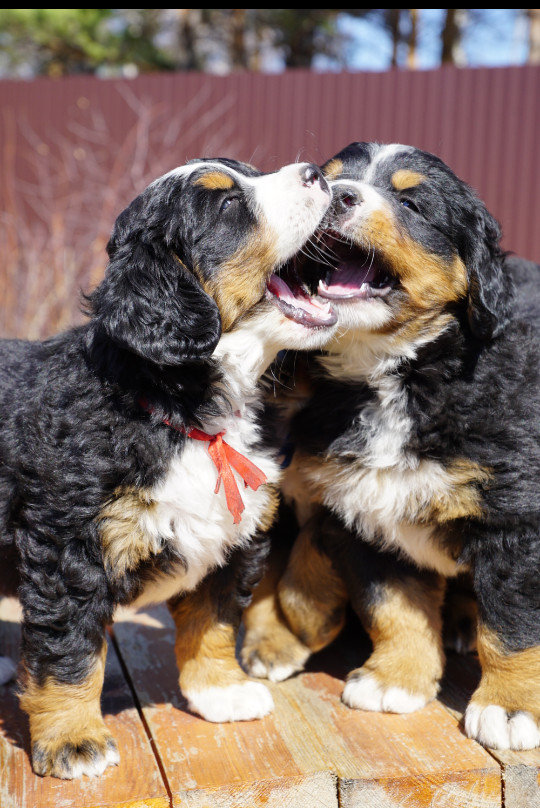 Sister and brother love :3 - Dog, Longpost, Bernese mountain dog, Puppies, My