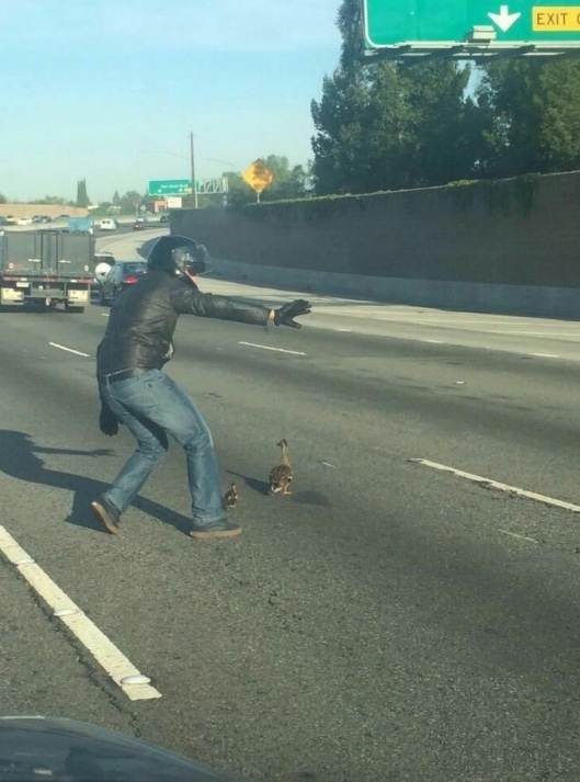 As if a motorcyclist saw ducks for the first time in his life - Motorcyclist, Duck, Road, Longpost, Motorcyclists