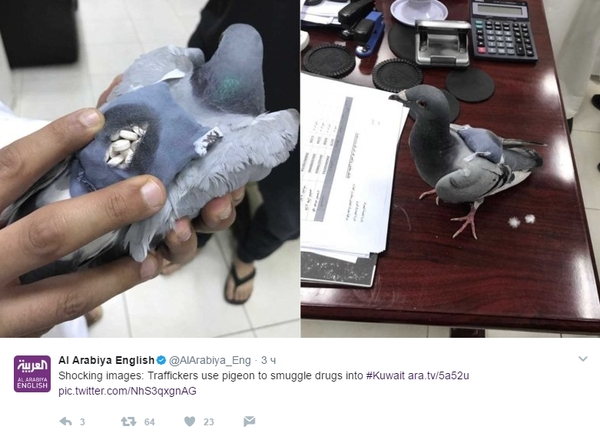 В Кувейте поймали голубя c полным рюкзачком наркотиков Кувейт, Голубь
