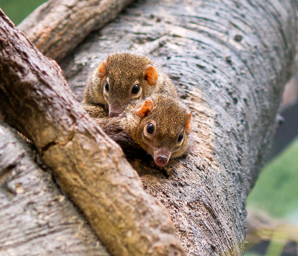 какие животные питаются фруктами. Смотреть фото какие животные питаются фруктами. Смотреть картинку какие животные питаются фруктами. Картинка про какие животные питаются фруктами. Фото какие животные питаются фруктами