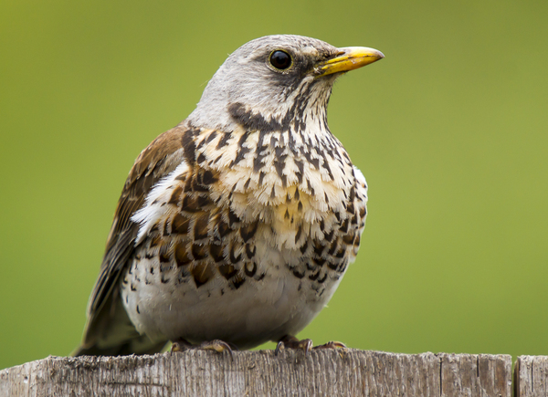 Fieldfare thrush and other birds of the Usaevo village. - My, Photo hunting, wildlife, Bird watching, Longpost