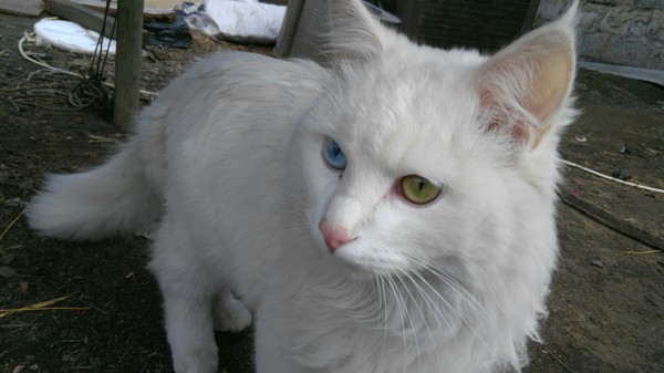 Heterochromia in a cat - Disease, cat, My, Heterochromia