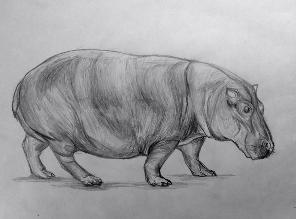 Behemoths are nyashes, although they kill up to three thousand people every year - Drawing, My, Animals, , hippopotamus