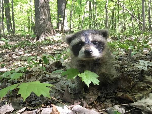 baby raccoon - Raccoon, My, Animals, Canada