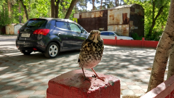 Spring, young and cute thrush. - My, Birds, Siberia, Novosibirsk, Spring, , Thrush, My, Longpost