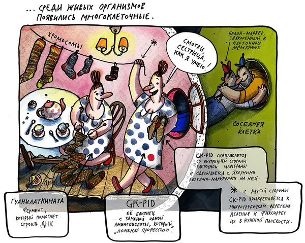 Переход к многоклеточности: GK меняет профессию