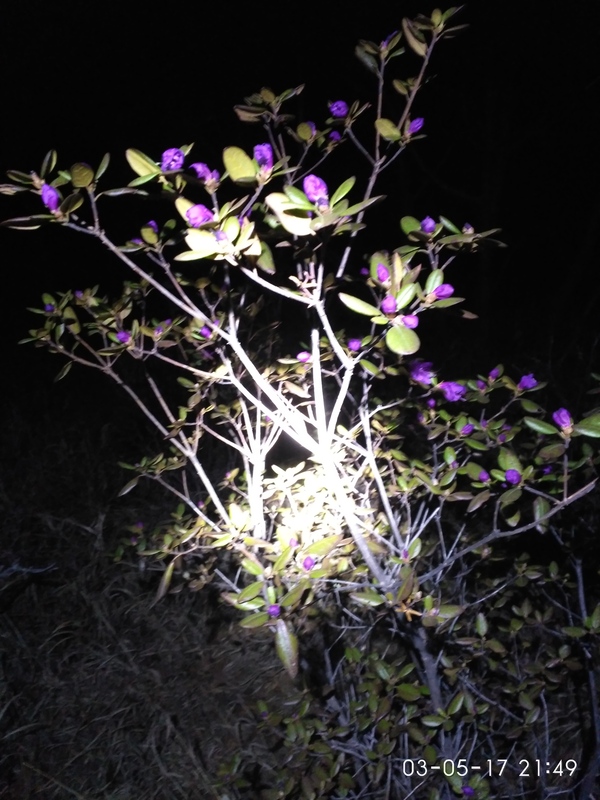 Just a rhododendron - My, Rhododendron, Primorsky Krai, Longpost