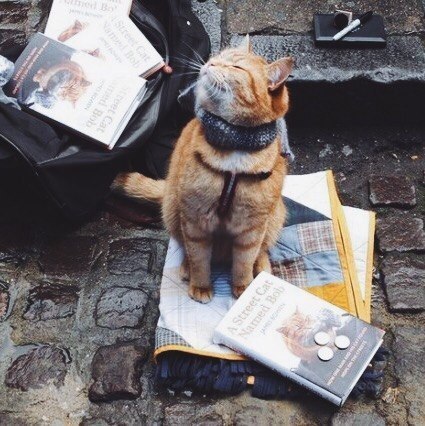 Это кот Боб...и он великолепен. - Кот, Великолепный кот, Уличный кот по кличке Боб, Длиннопост