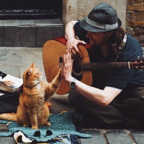 Это кот Боб...и он великолепен. - Кот, Великолепный кот, Уличный кот по кличке Боб, Длиннопост