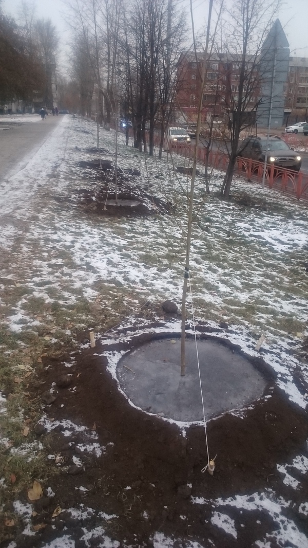 In continuation of Let's plant trees at -10 and fill them with water? - Irkutsk, Tree, Oddities, Beautification, Longpost