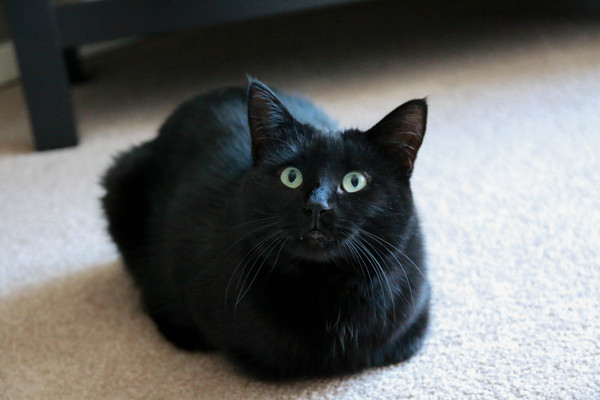 Cat-Loaves - Longpost, Loaf, cat