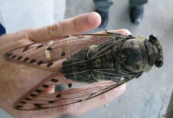 Fly Tsokotukha - Cicada, Thailand, Insects, Video