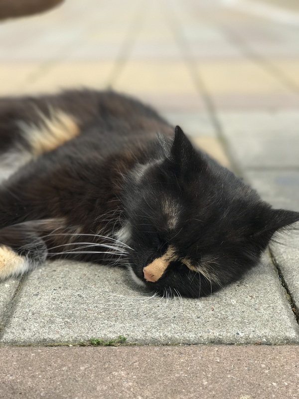 ������� ��������