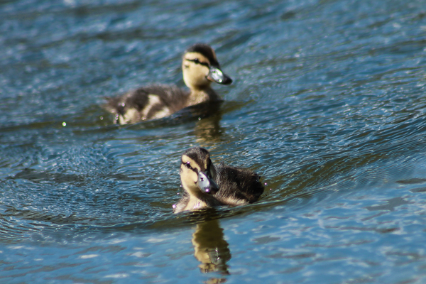 Ducklings - Photo hunting, Photographer, Wave, ugly duck, Fluffy, Water, Pond, Ducklings, My