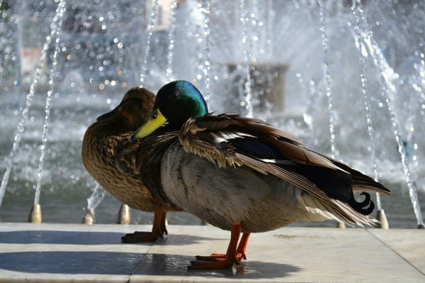 Ducks - My, Duck, The photo