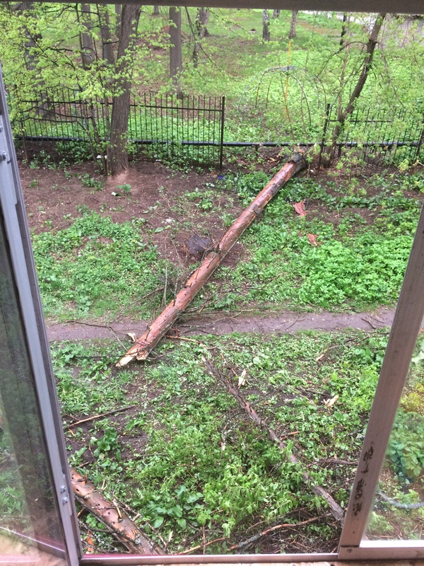 Storm warning in Perm - My, Permian, A storm warning, View from the window, No casualties, Tree, 