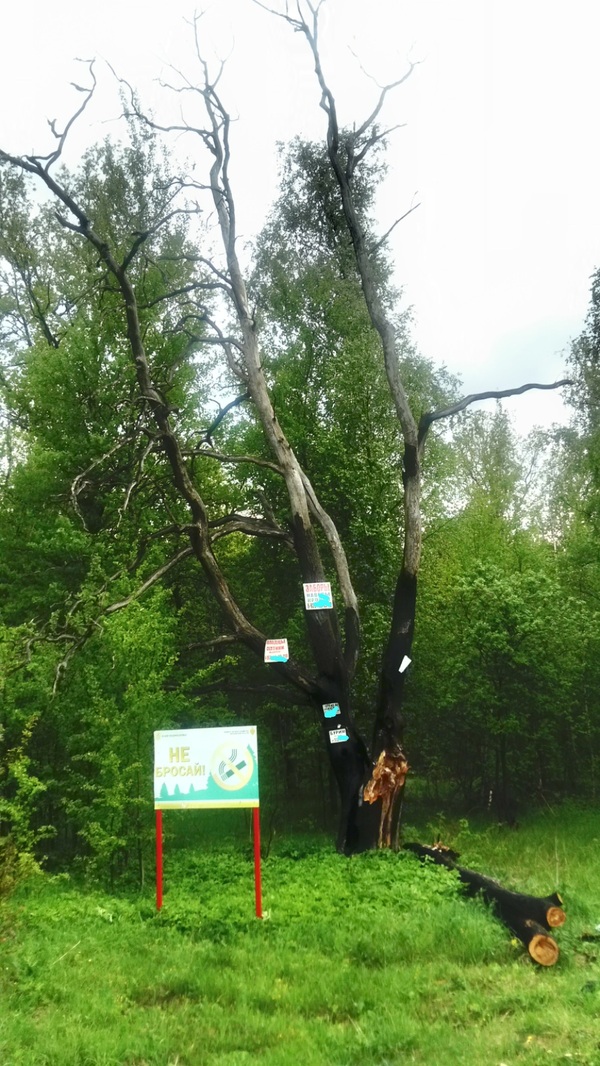 An illustrative example. - The photo, Signs, Fire, Lightning, My, Tree